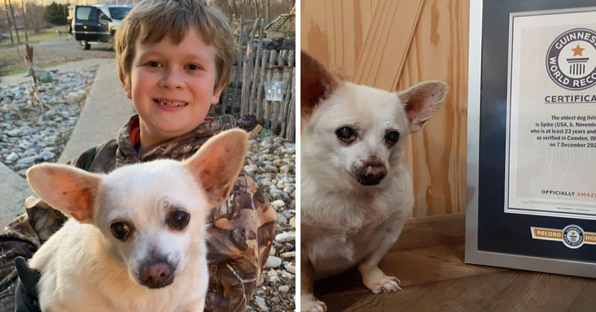 Remarkable Chihuahua 23 Year Old Dog Sets Record as Worlds Oldest Living Canine